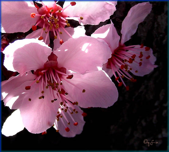 Digital Photo by Marty Kleva